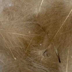 Swiss CDC Super Select Grade -Fishing Equipment Store IMG 6433