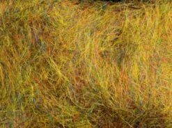 MFC - Arizona Simi Seal -Fishing Equipment Store Simi Canadian Olive 67b5973a c86d 492e 82d2 02a5267bcc37