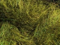 MFC - Arizona Simi Seal -Fishing Equipment Store Simi Peacock 866aa44b 3131 4bad 94a8 4974321440f7