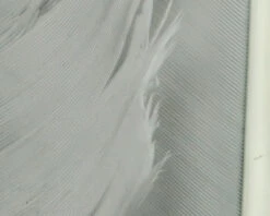 Hareline Turkey Biot Quills 25 Hareline Turkey Biot Quills -Fishing Equipment Store TBQ168