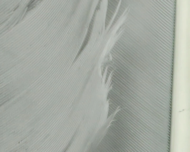 Hareline Turkey Biot Quills 11 Hareline Turkey Biot Quills - Image 11