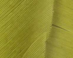 Hareline Turkey Biot Quills 17 Hareline Turkey Biot Quills -Fishing Equipment Store TBQ212