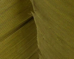 Hareline Turkey Biot Quills 26 Hareline Turkey Biot Quills -Fishing Equipment Store TBQ263