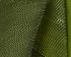 Hareline Turkey Biot Quills 22 Hareline Turkey Biot Quills -Fishing Equipment Store TBQ95