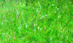 Hareline Cactus Chenille - Large -Fishing Equipment Store ccl34