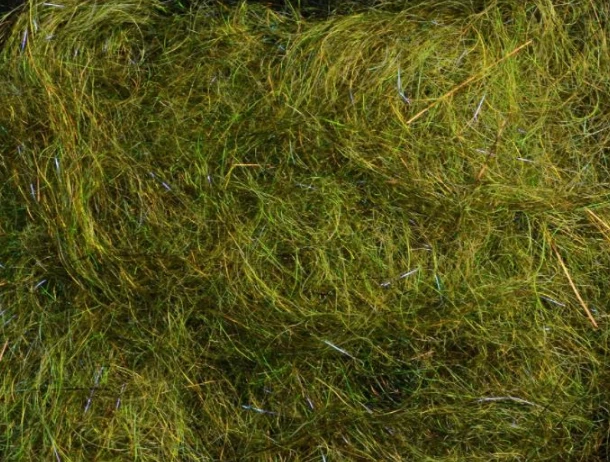 MFC - Arizona Simi Seal Mega Dub 2 MFC - Arizona Simi Seal Mega Dub - Image 2