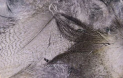 Hareline Mallard Flank -Fishing Equipment Store mf229